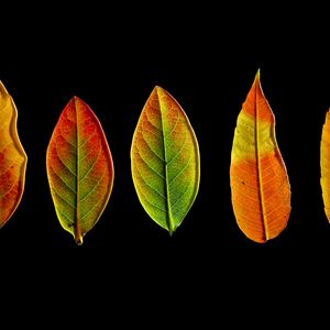 Preview wallpaper leaves, autumn, darkness, macro