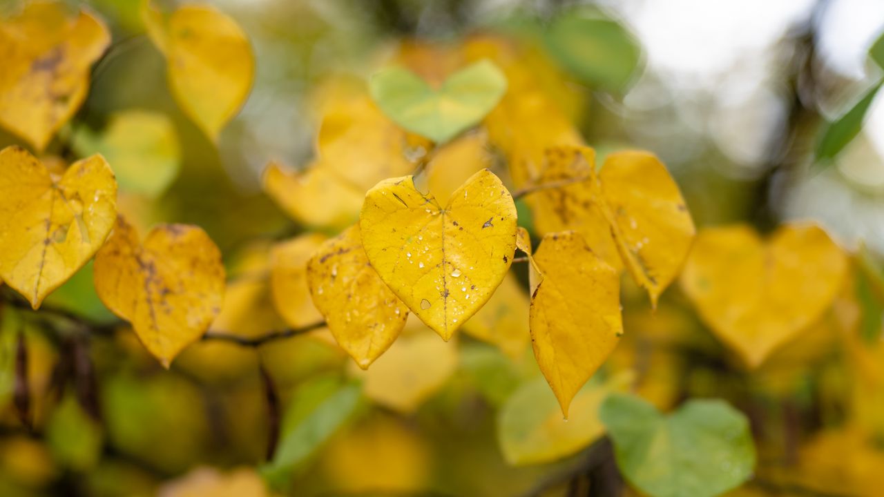 Wallpaper leaves, autumn, drops, rain, macro, blur, yellow