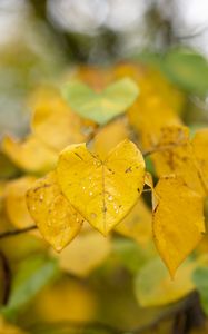 Preview wallpaper leaves, autumn, drops, rain, macro, blur, yellow