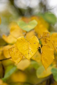 Preview wallpaper leaves, autumn, drops, rain, macro, blur, yellow