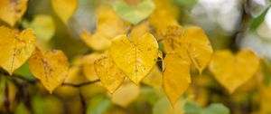 Preview wallpaper leaves, autumn, drops, rain, macro, blur, yellow