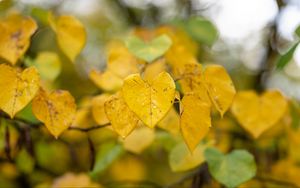 Preview wallpaper leaves, autumn, drops, rain, macro, blur, yellow