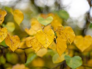 Preview wallpaper leaves, autumn, drops, rain, macro, blur, yellow