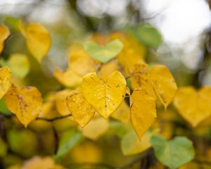 Preview wallpaper leaves, autumn, drops, rain, macro, blur, yellow