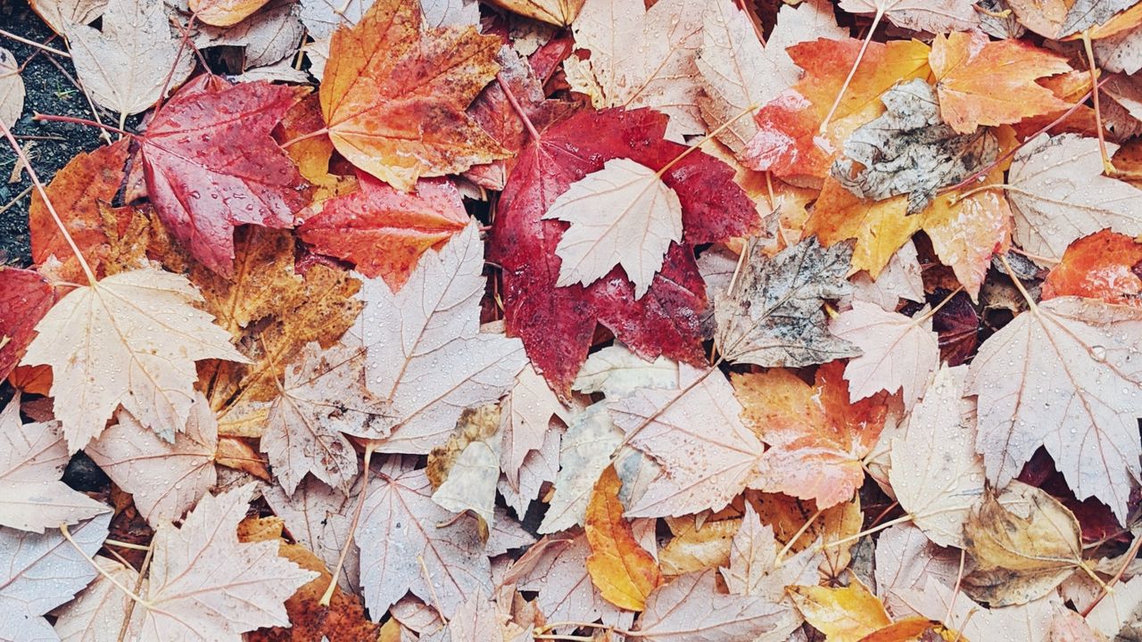 Wallpaper leaves, autumn, drops, wet