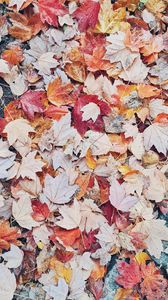 Preview wallpaper leaves, autumn, drops, wet