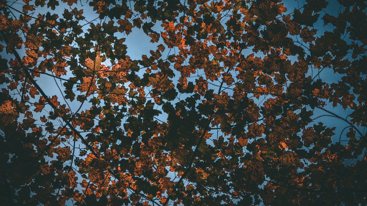 Wallpaper leaves, autumn, dry, sky