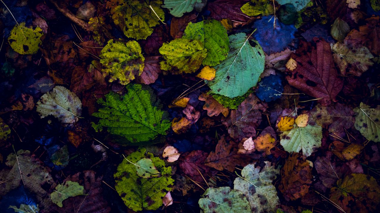 Wallpaper leaves, autumn, dry, fallen