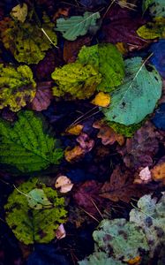 Preview wallpaper leaves, autumn, dry, fallen