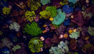Preview wallpaper leaves, autumn, dry, fallen