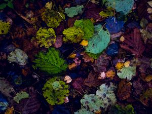 Preview wallpaper leaves, autumn, dry, fallen
