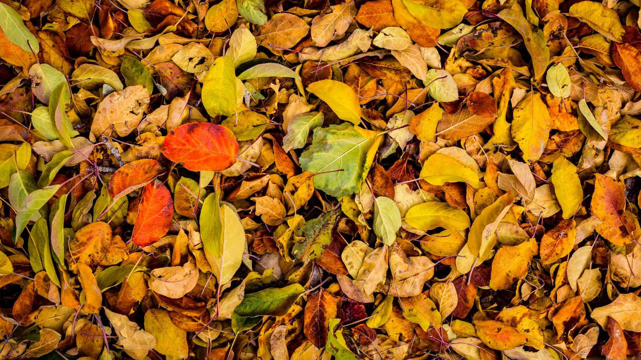 Wallpaper leaves, autumn, dry, fallen
