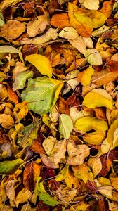 Preview wallpaper leaves, autumn, dry, fallen