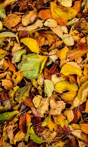 Preview wallpaper leaves, autumn, dry, fallen