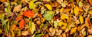 Preview wallpaper leaves, autumn, dry, fallen