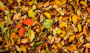 Preview wallpaper leaves, autumn, dry, fallen
