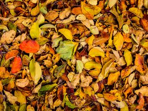 Preview wallpaper leaves, autumn, dry, fallen