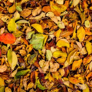 Preview wallpaper leaves, autumn, dry, fallen