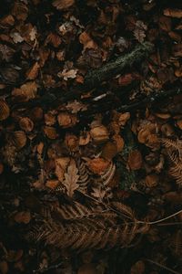Preview wallpaper leaves, autumn, dry
