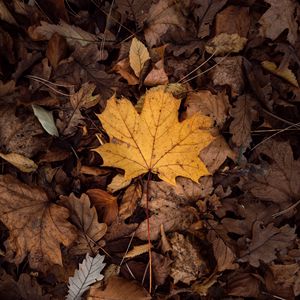 Preview wallpaper leaves, autumn, dry, foliage