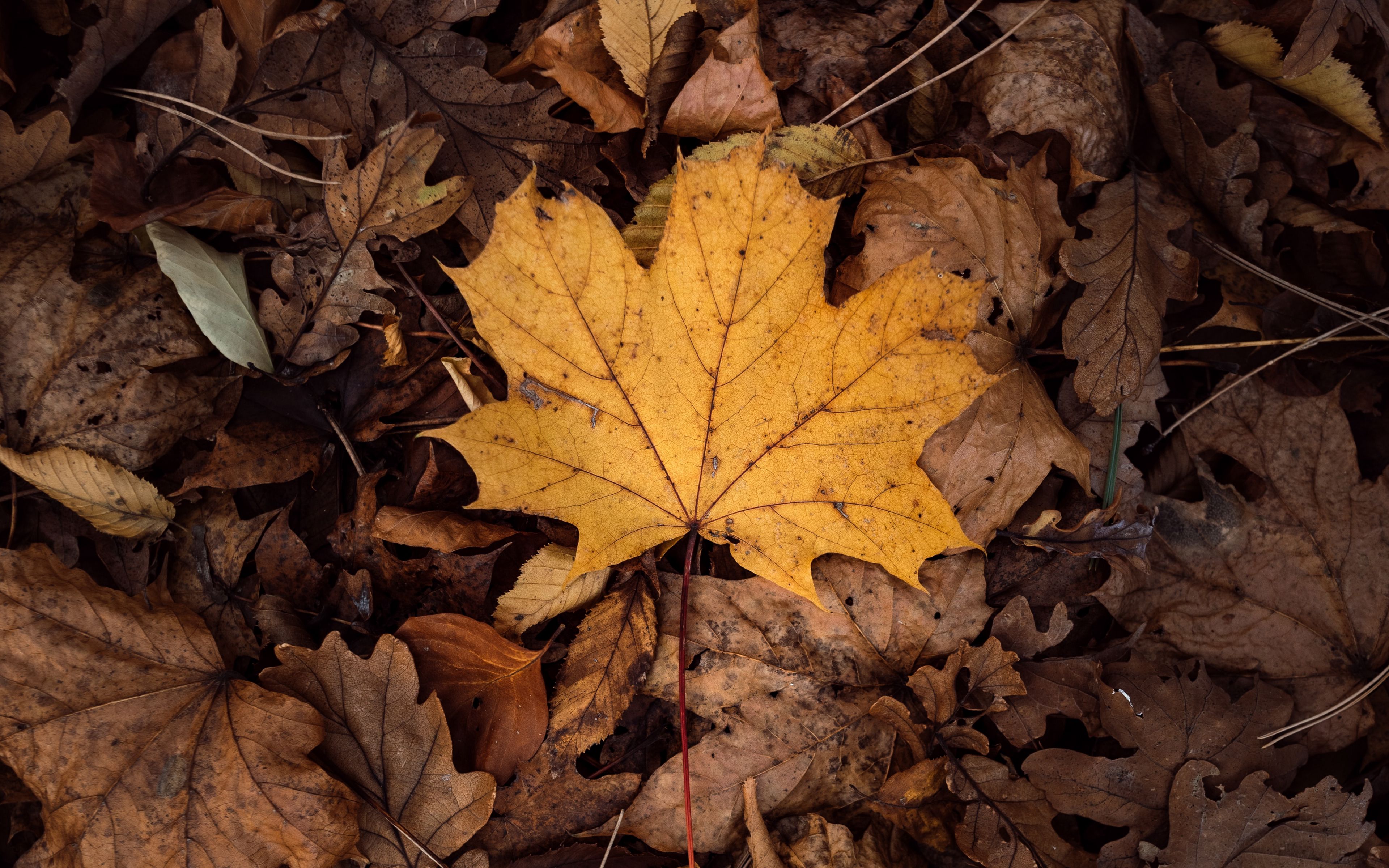 Download wallpaper 3840x2400 leaves, autumn, dry, foliage 4k ultra hd