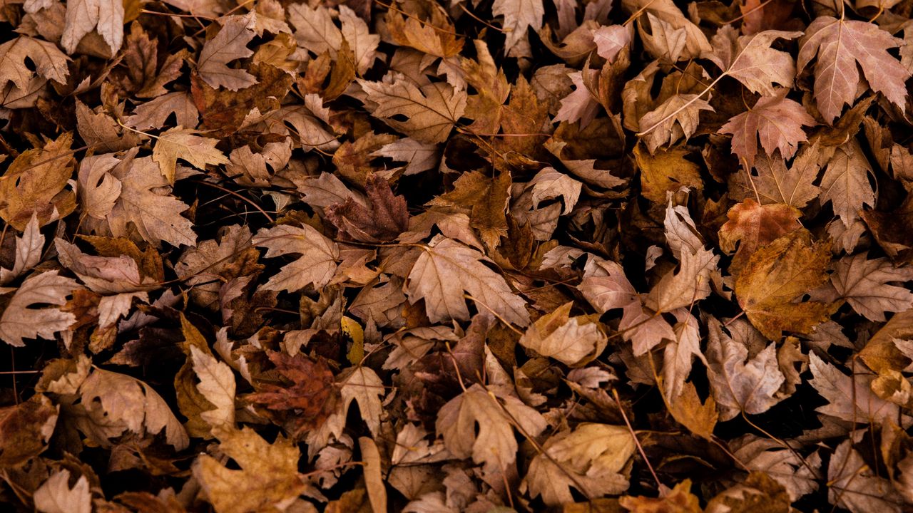 Wallpaper leaves, autumn, dry, maple