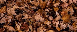 Preview wallpaper leaves, autumn, dry, maple