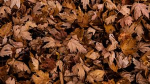 Preview wallpaper leaves, autumn, dry, maple