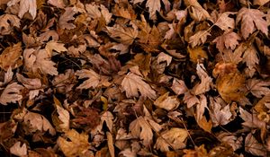 Preview wallpaper leaves, autumn, dry, maple