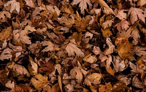 Preview wallpaper leaves, autumn, dry, maple