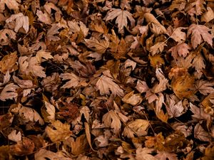 Preview wallpaper leaves, autumn, dry, maple