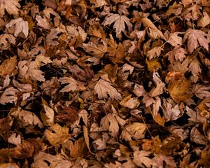 Preview wallpaper leaves, autumn, dry, maple