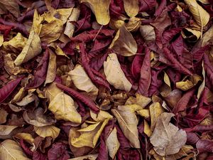 Preview wallpaper leaves, autumn, dry, veins, macro