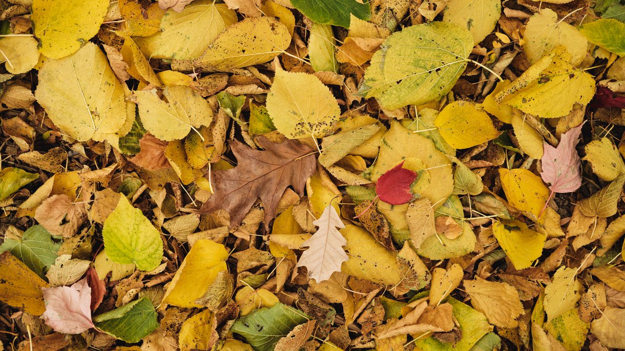 Wallpaper leaves, autumn, dry, yellow