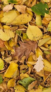 Preview wallpaper leaves, autumn, dry, yellow