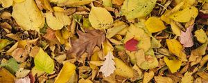 Preview wallpaper leaves, autumn, dry, yellow