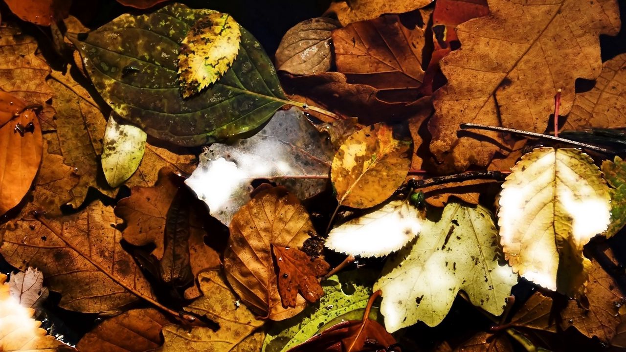 Wallpaper leaves, autumn, dry, many, fallen