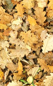 Preview wallpaper leaves, autumn, fallen, oak