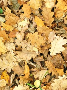 Preview wallpaper leaves, autumn, fallen, oak