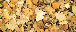 Preview wallpaper leaves, autumn, fallen, oak