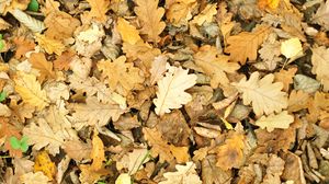 Preview wallpaper leaves, autumn, fallen, oak