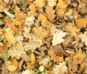 Preview wallpaper leaves, autumn, fallen, oak