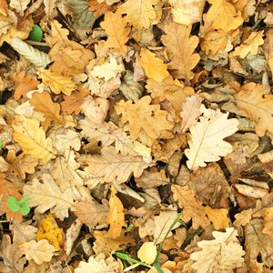 Preview wallpaper leaves, autumn, fallen, oak