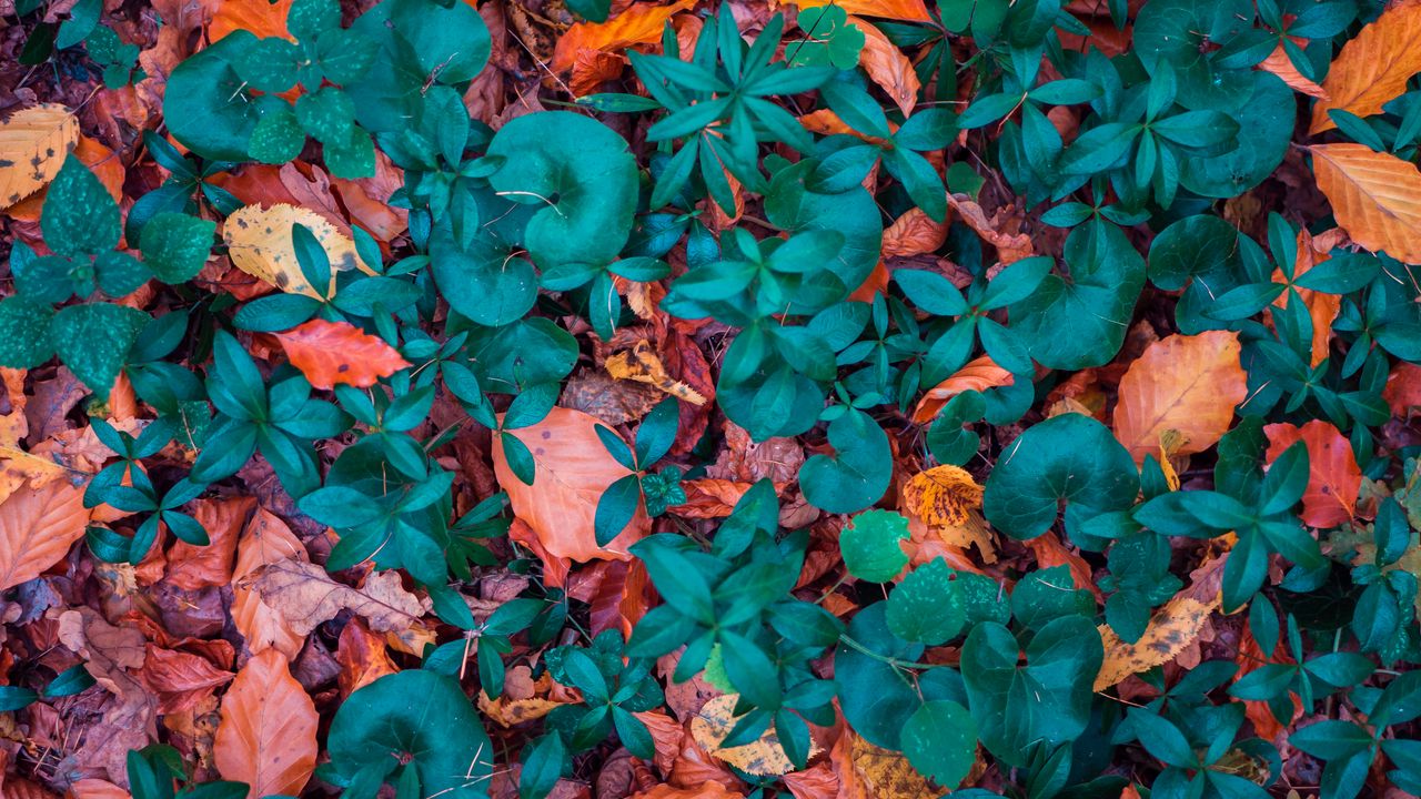 Wallpaper leaves, autumn, fallen, forms