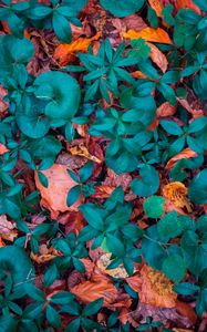 Preview wallpaper leaves, autumn, fallen, forms