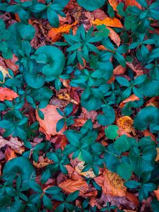 Preview wallpaper leaves, autumn, fallen, forms