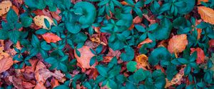 Preview wallpaper leaves, autumn, fallen, forms