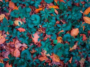 Preview wallpaper leaves, autumn, fallen, forms