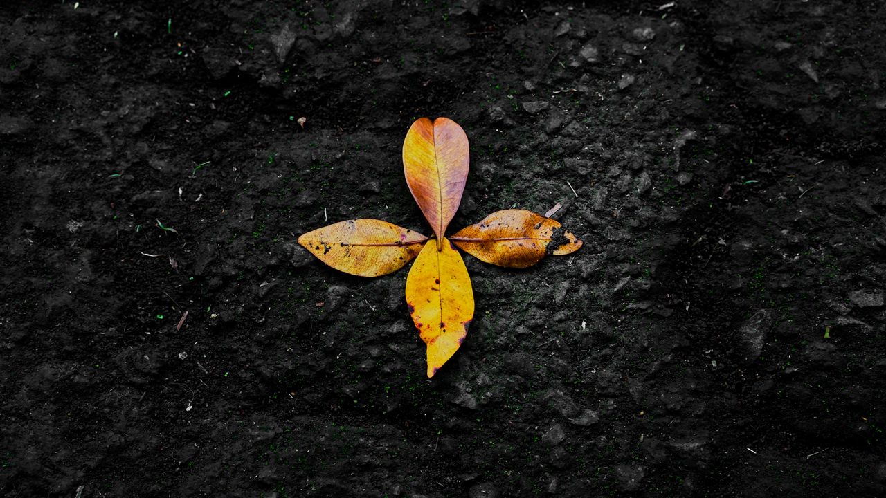Wallpaper leaves, autumn, fallen, yellow