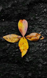 Preview wallpaper leaves, autumn, fallen, yellow